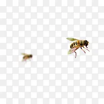 飞舞的蜜蜂