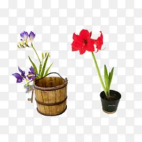植物盆栽花草景观