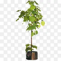 绿植盆栽