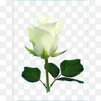 绿叶白色玫瑰花矢量素材
