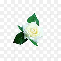 手绘白色玫瑰花花朵免抠图