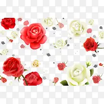 红色白色玫瑰花素材背景