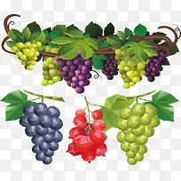 五颜六色的葡萄