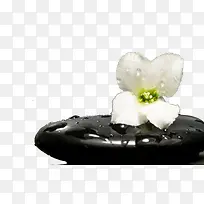 按摩石和一朵白色的花