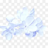 蓝花png图片