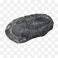 条纹黑色化石