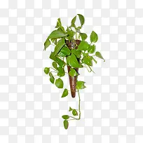 墙上绿萝花装饰品