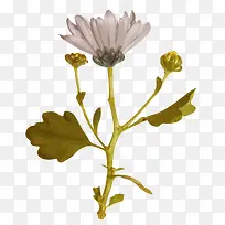 花卉矢量花草素材