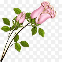 立体粉色玫瑰花束花骨朵