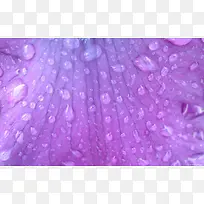 紫色花叶上的透明水珠