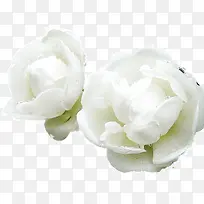白色的蝶恋花