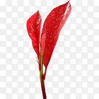 红色树叶水珠