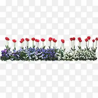 郁金香花边