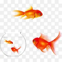 矢量鱼缸里的红色金鱼