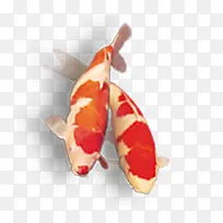 红色鲤鱼双鲤鱼