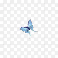 一只蓝蝴蝶