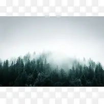 迷雾绿色森林壁纸