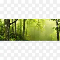 绿色迷雾森林壁纸