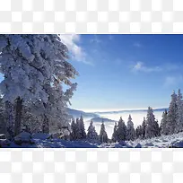 冬季蓝天白云树林雪地