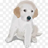 白色可爱狗狗