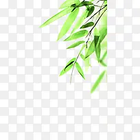 端午节粽子芦苇叶绿色叶子