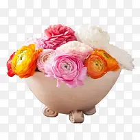 欧式花盆装的彩色洋牡丹