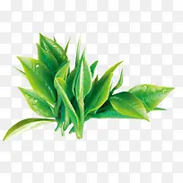 茶叶嫩芽