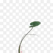 荷叶