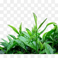 新鲜茶叶