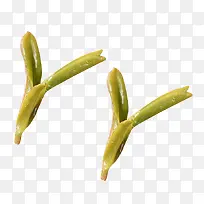 单个毛尖茶嫩芽
