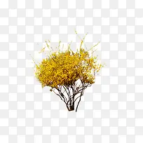 黄花树