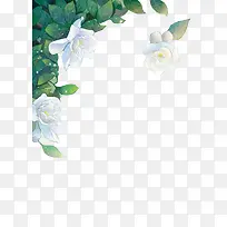 白色植物花朵星点