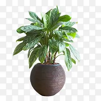 盆栽绿植素材