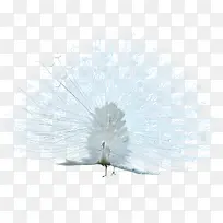 白孔雀