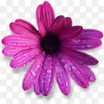 花朵露珠 紫色