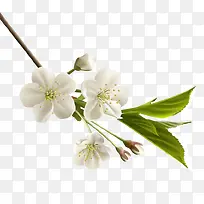 花瓣树枝树叶白色的花梅花
