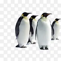 高清摄影成群结伴的企鹅