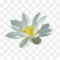 立体的绽放的白色莲花