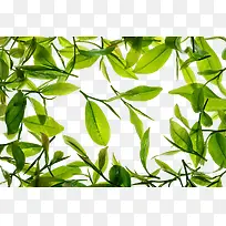 绿茶叶免抠素材