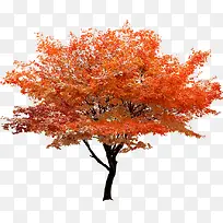 秋日矗立红色大树风景