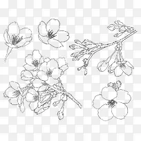 手绘樱花