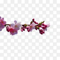 花朵素材