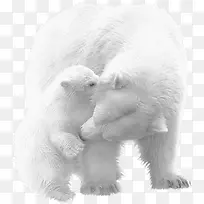 白色北极熊母子素材