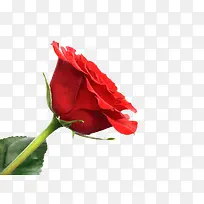 一朵红色的玫瑰花高清图片图片