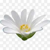 花开时节白色花朵