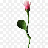 装饰花蕾