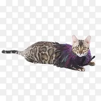 豹纹小猫