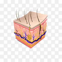 皮肤的表面