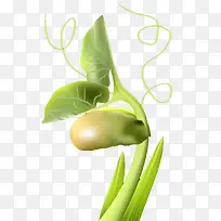 手绘矢量芽菜