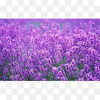 唯美紫色花海海报背景
